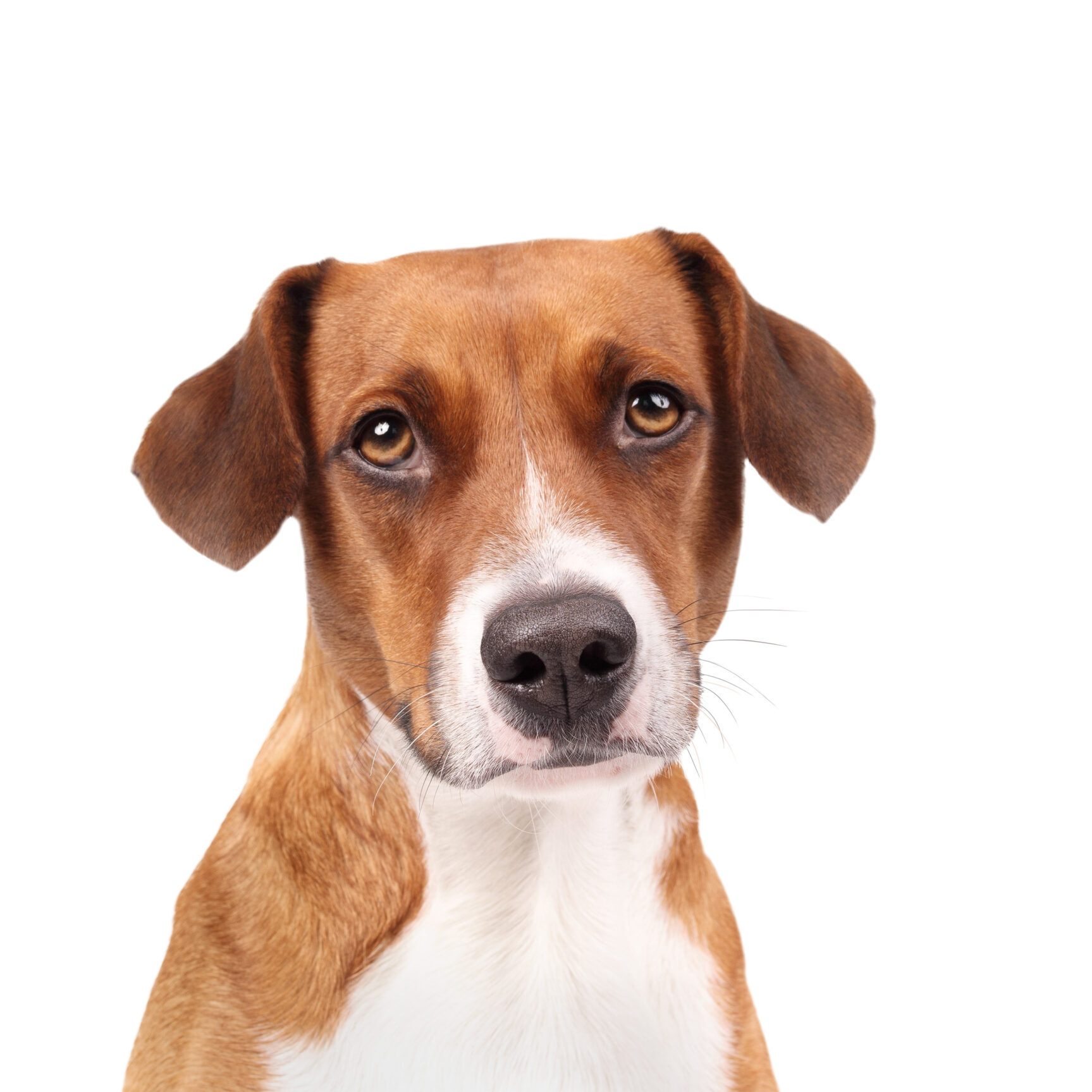 Isolated dog looking at camera. Front view. Headshot of cute puppy dog with longing, waiting or confident face expression. Female Harrier mix, 2 years old. White background. Selective focus.
